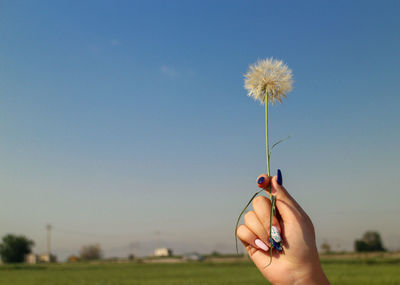 Cropped hand of woman holding dandelion against clear sky