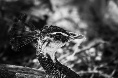Close-up of a bird looking away