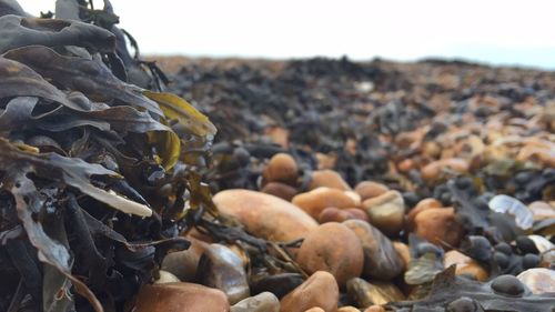 Close-up of pebbles