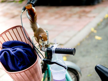 Close-up of a cat with bicycle
