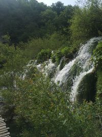 Scenic view of waterfall in forest