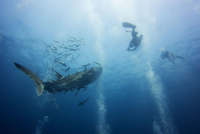 People swimming in sea