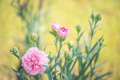 Close-up of pink flowering plant