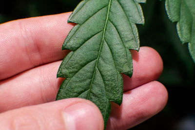 Close-up of hand holding leaves