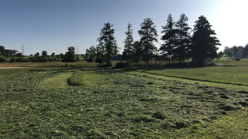 Scenic view of field against clear sky