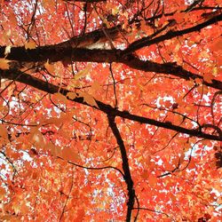 Low angle view of maple tree