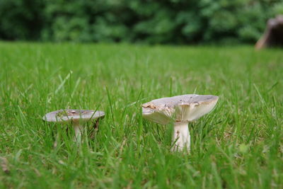 Close-up of mushroom on field