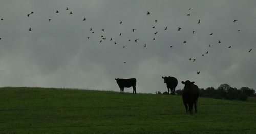 Cows grazing on grassy field