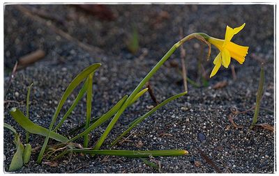 Close-up of yellow crocus flowers