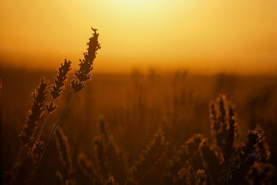 Close-up of stalks in field against orange sky