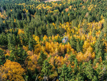 High angle view of trees in forest during autumn