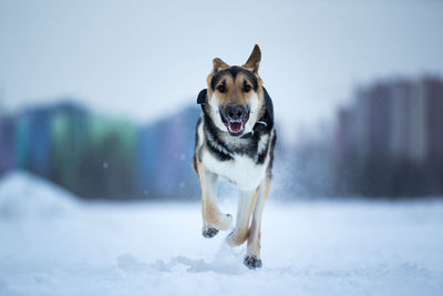 Dog running on snow field