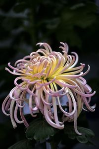 Close-up of yellow flowering plant