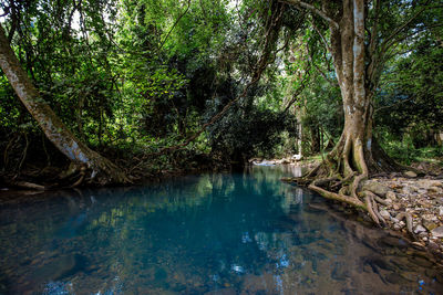 Scenic view of lake amidst trees in forest