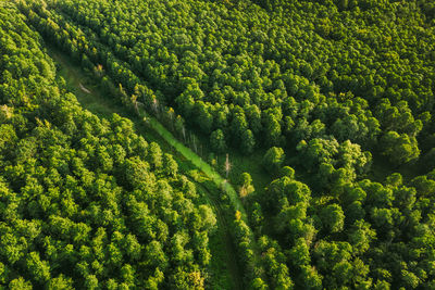 High angle view of trees growing in farm