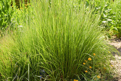 Plants growing on field