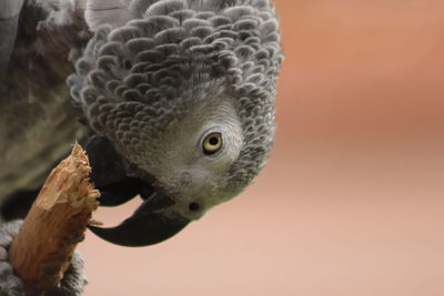 Close-up of eagle