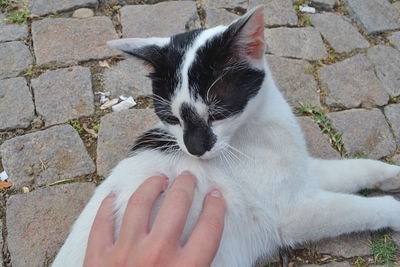 Close-up of hand holding cat