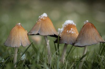 Close-up of mushroom growing on field