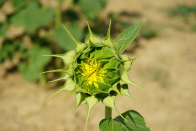 Close-up of green plant