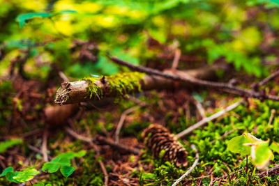 Close-up of lizard on a field