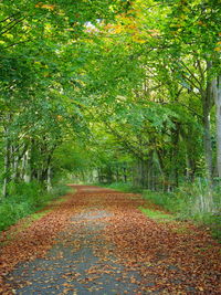 Empty road passing through forest