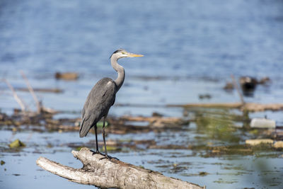 Gray heron perching on a lake