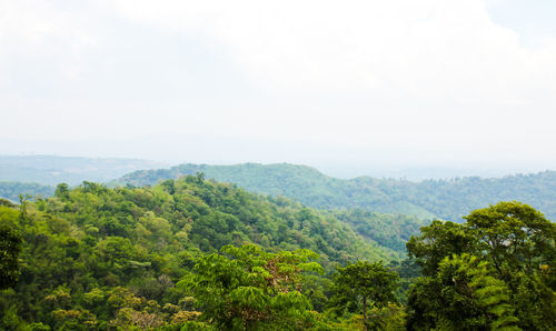 Scenic view of forest against sky