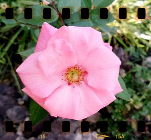 Close-up of pink flower blooming outdoors