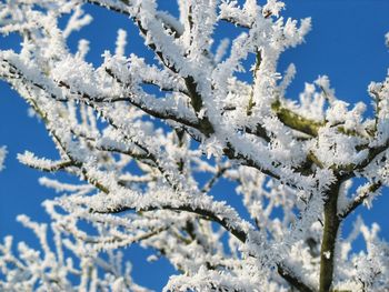 Close-up of frozen plant against sky