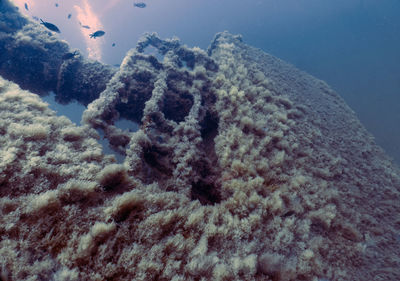 View of coral swimming in sea