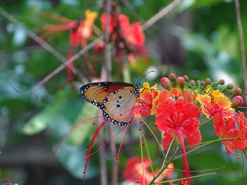 Close-up of butterfly pollinating on flower