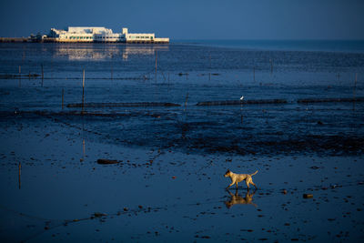 Dog in beach