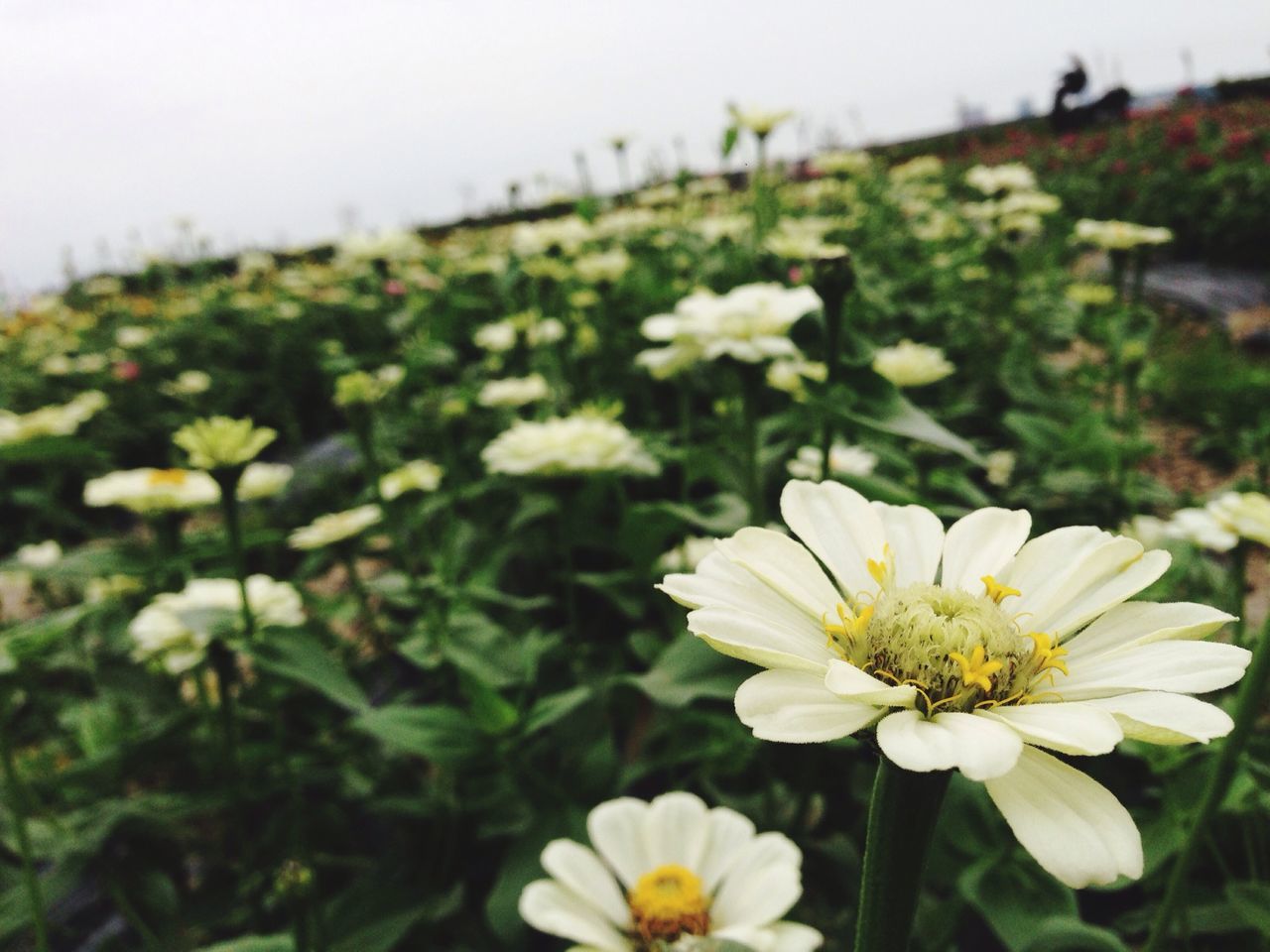 flower, freshness, fragility, petal, growth, focus on foreground, flower head, beauty in nature, blooming, plant, nature, close-up, white color, in bloom, field, day, selective focus, pollen, outdoors, stem