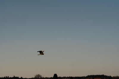Low angle view of silhouette birds flying against clear sky