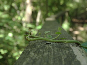 Close-up of lizard on tree