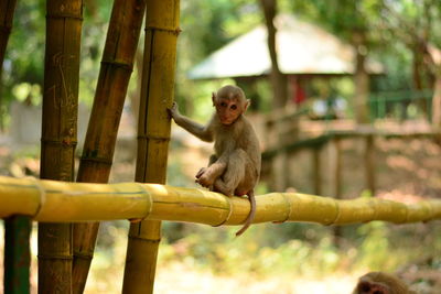 Monkey on tree