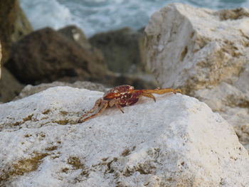 A red crab looking for tasty food