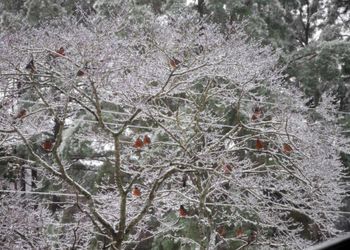 Pink flowers blooming on tree