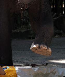 elephant