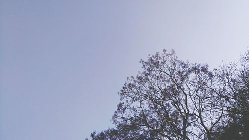 Low angle view of flower tree against clear sky