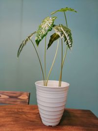 Just stand allone, beatifull green