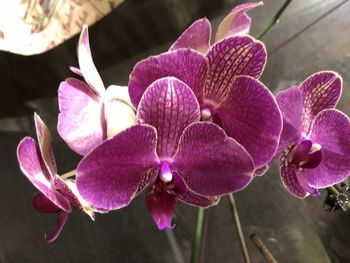 Close-up of pink orchids