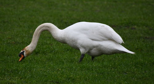 Side view of a bird on field