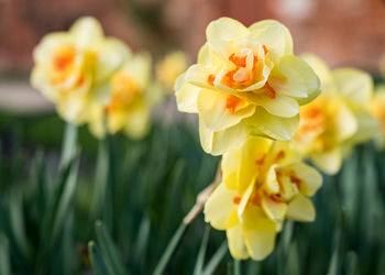 Close-up of yellow flowering plant