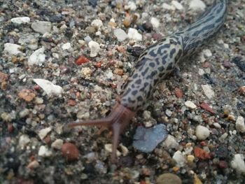 Close-up of a lizard