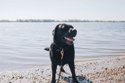 Black dog standing at lakeshore against sky