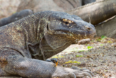 Close-up of komodo dragon on field