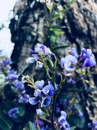 Close-up of purple flowering plant