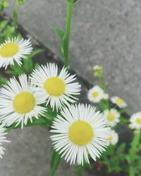 Close-up of daisy flowers